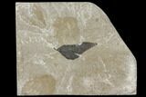 Fossil Leaf - Green River Formation, Colorado #130328-1